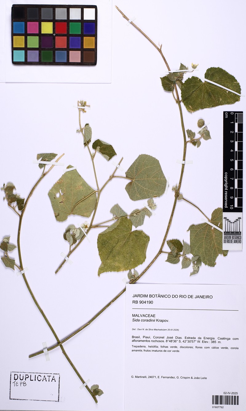Sida coradinii