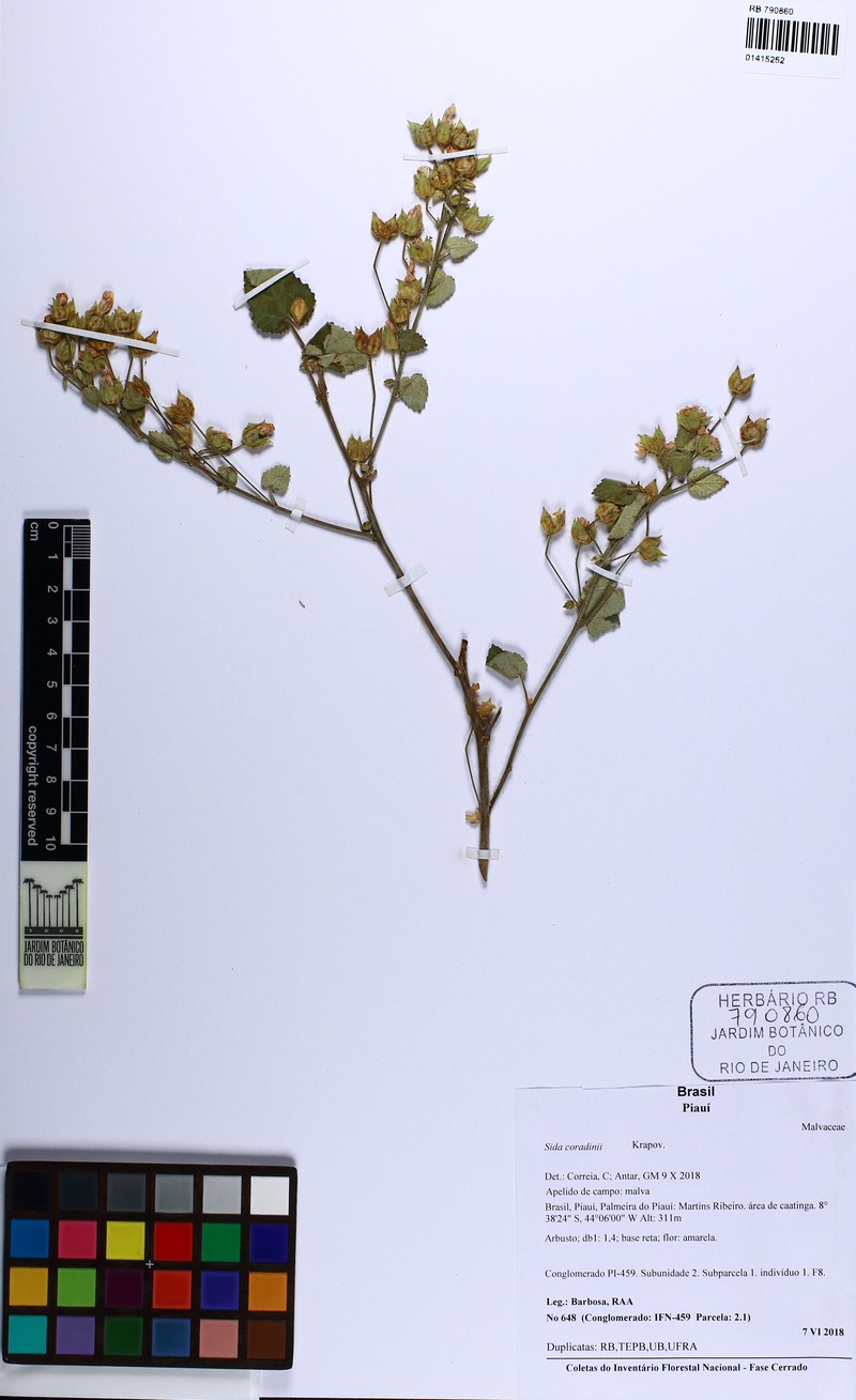 Sida coradinii photo 2