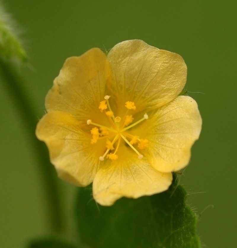 Heartleaf Fanpetals photo 2