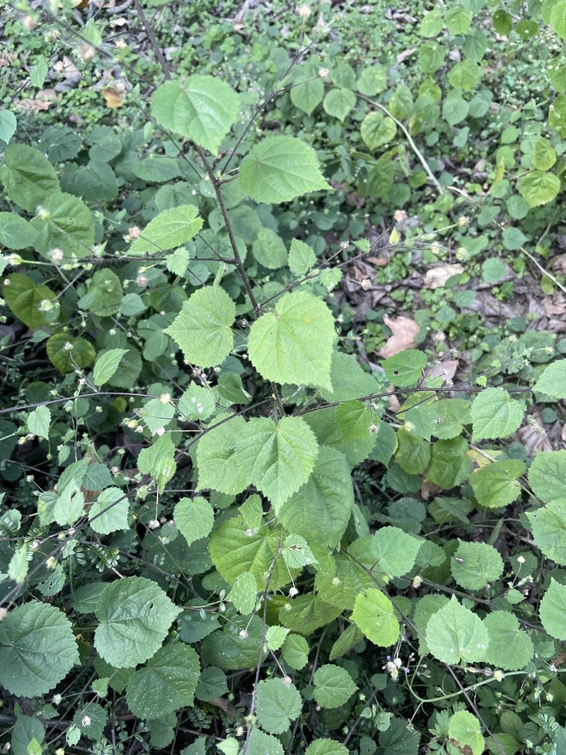 Heartleaf Fanpetals photo 3