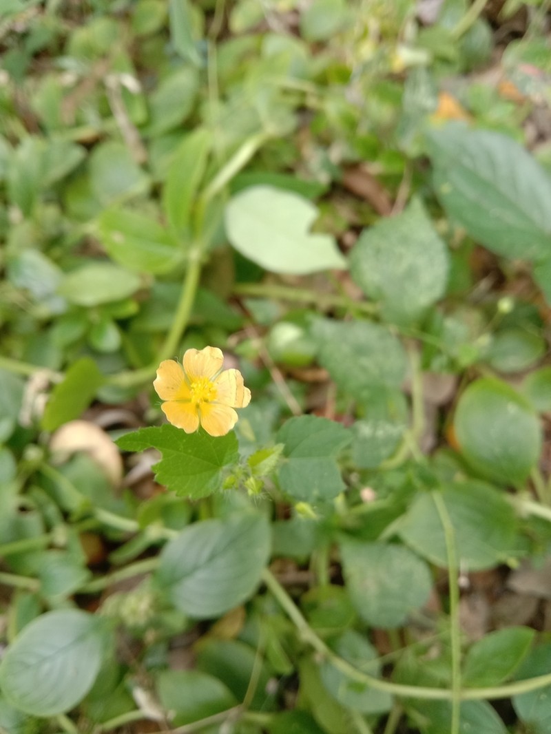 Heartleaf Fanpetals photo 4