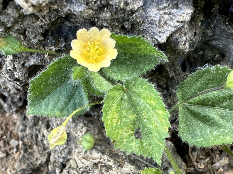Heartleaf Fanpetals photo 6