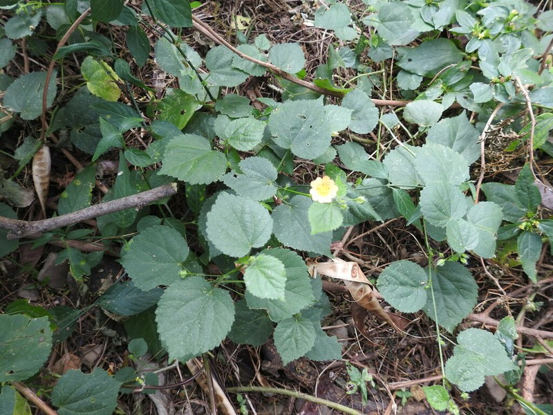 Heartleaf Fanpetals photo 7