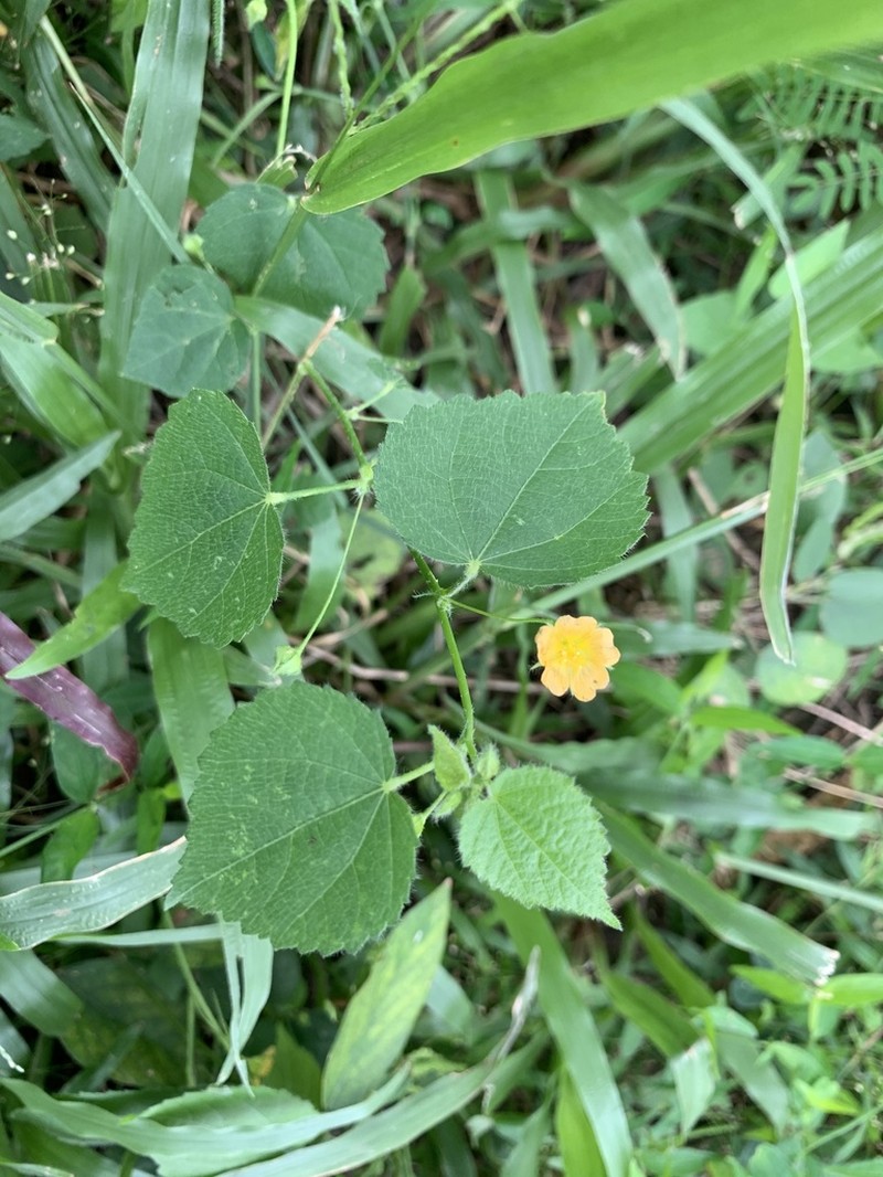 Heartleaf Fanpetals photo 8