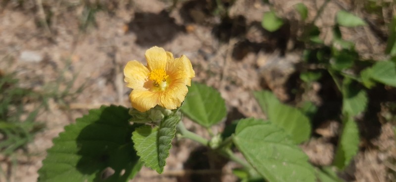 ‘Ilima photo 4
