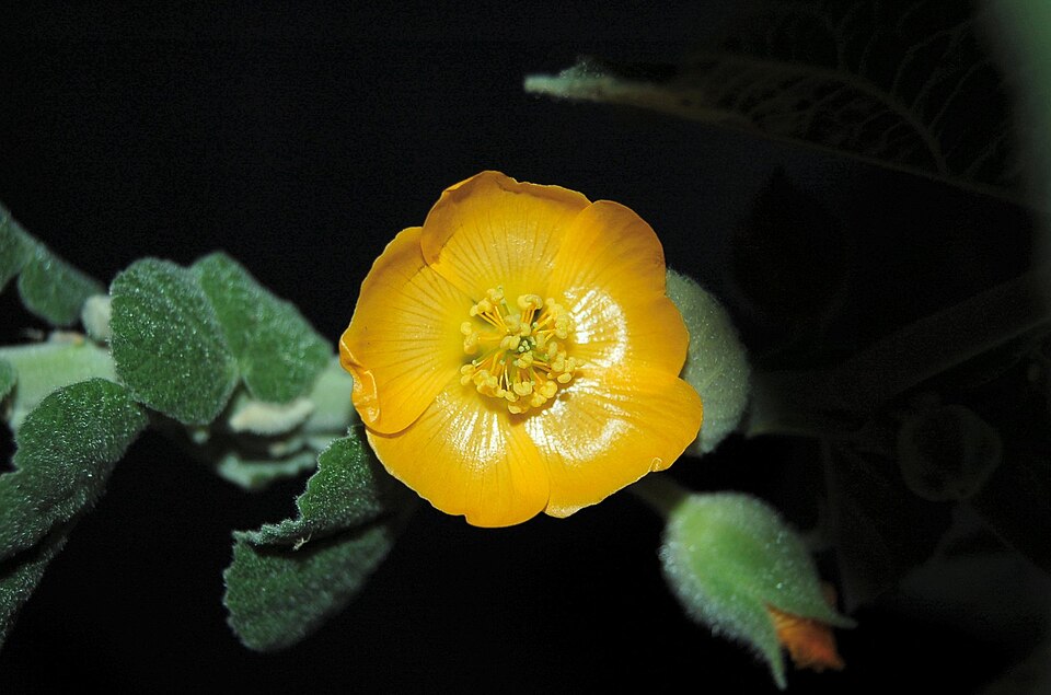 ‘Ilima photo 7