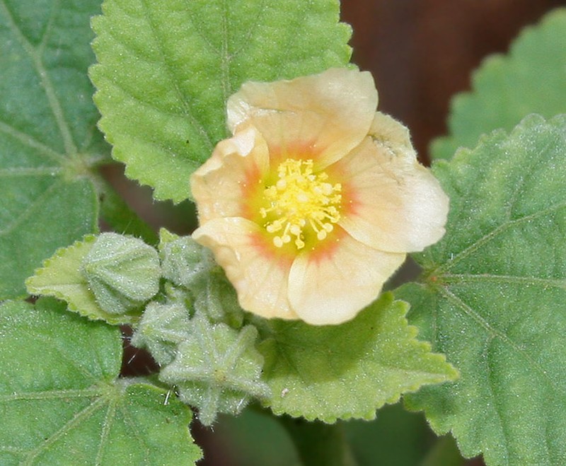 ‘Ilima