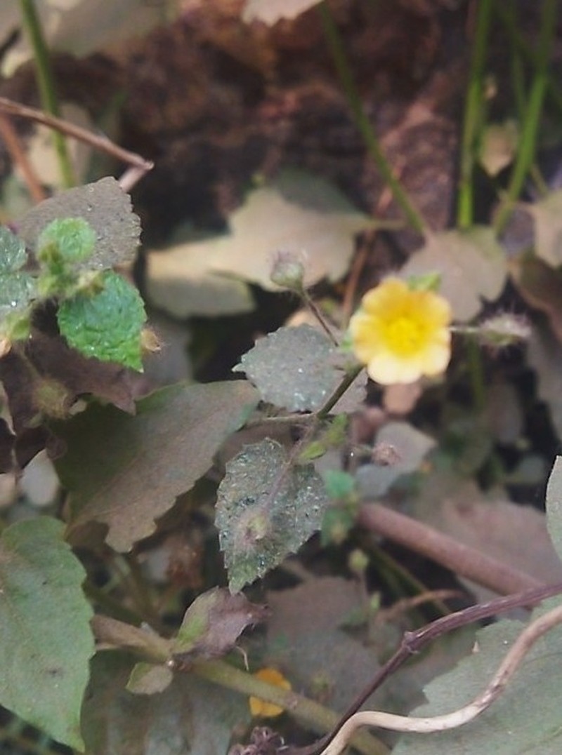 Sida cordifolia subsp. cordifolia