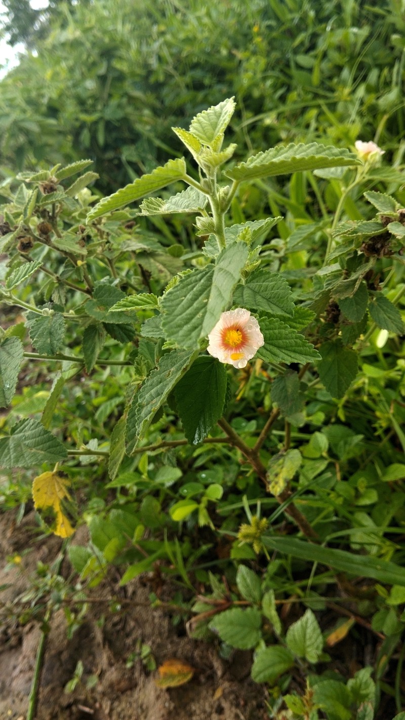 Sida cordifolia subsp. cordifolia photo 2