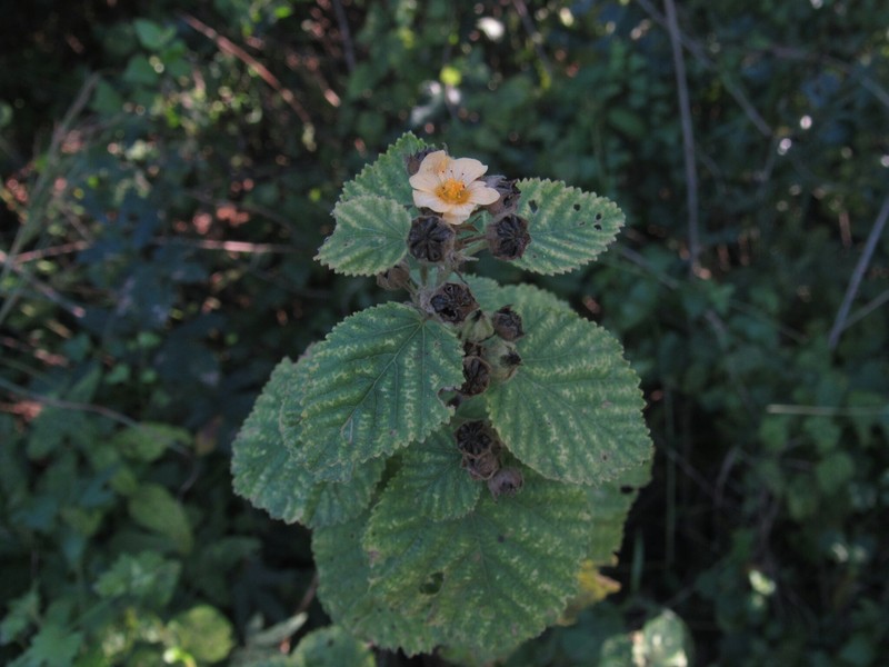 Sida cordifolia subsp. cordifolia photo 3