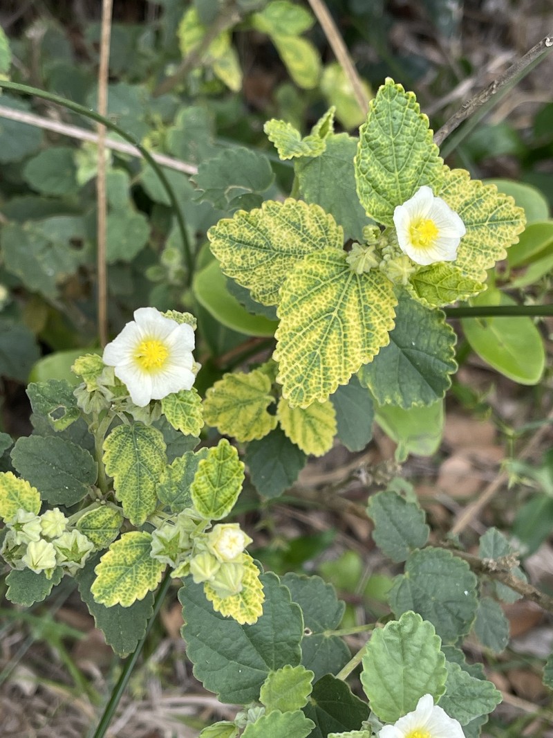 Sida cordifolia subsp. cordifolia photo 4