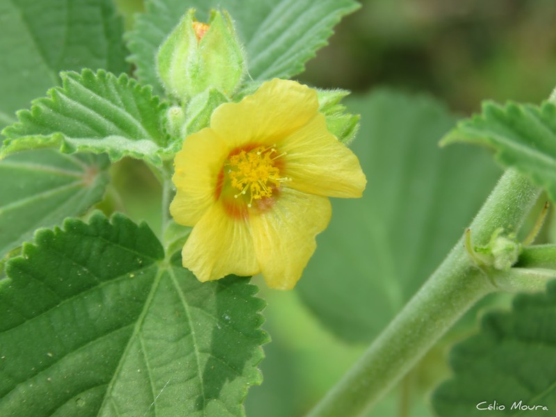 Sida cordifolia subsp. maculata