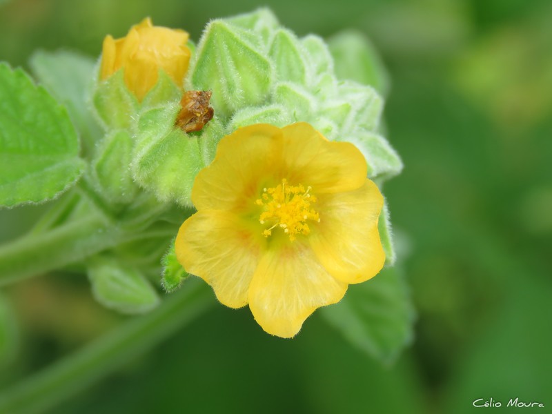 Sida cordifolia subsp. maculata photo 2