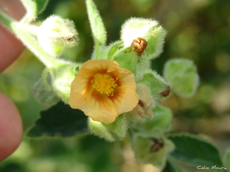 Sida cordifolia subsp. maculata photo 3