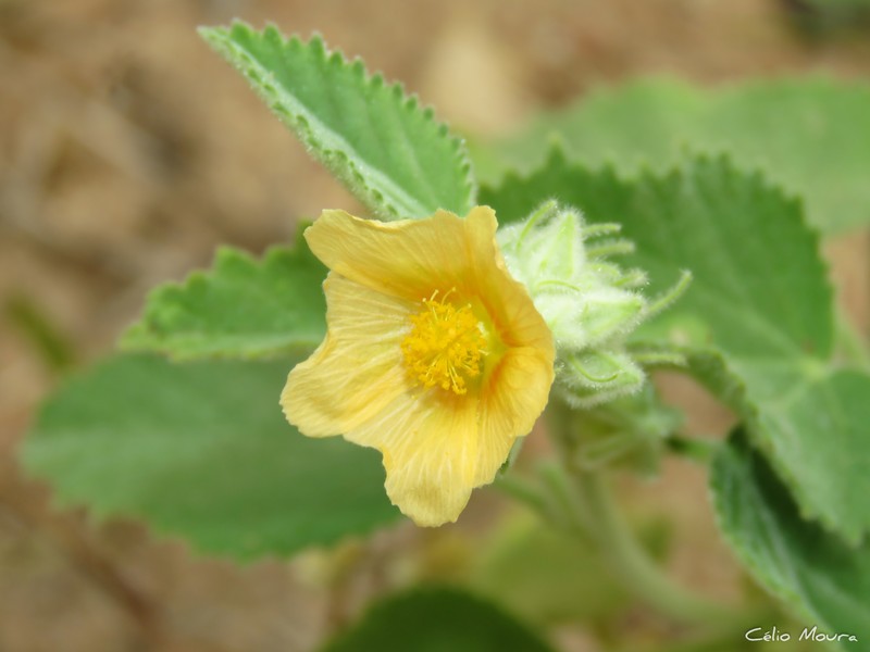 Sida cordifolia subsp. maculata photo 4