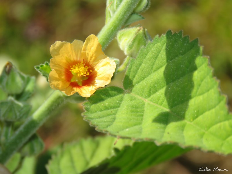 Sida cordifolia subsp. maculata photo 5