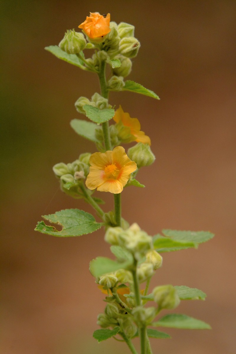 Sida cordifolia subsp. maculata photo 6