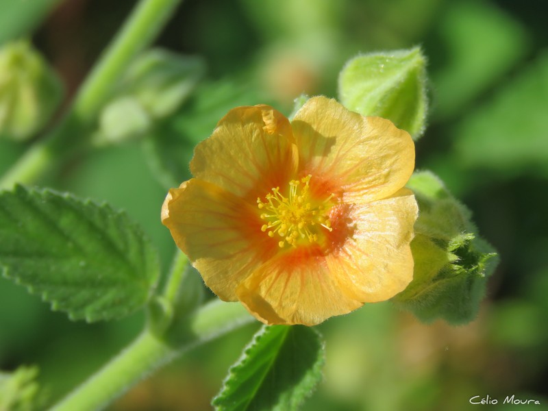 Sida cordifolia subsp. maculata photo 7