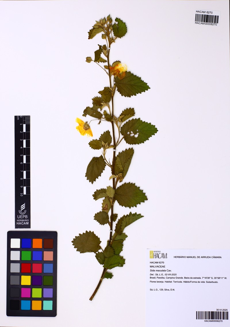 Sida cordifolia subsp. maculata photo 8