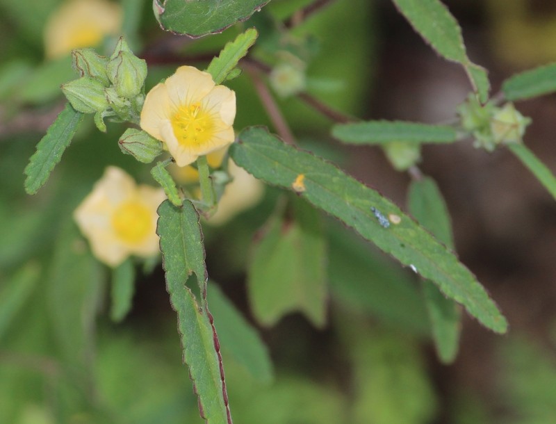 Elliott's Fanpetals photo 3