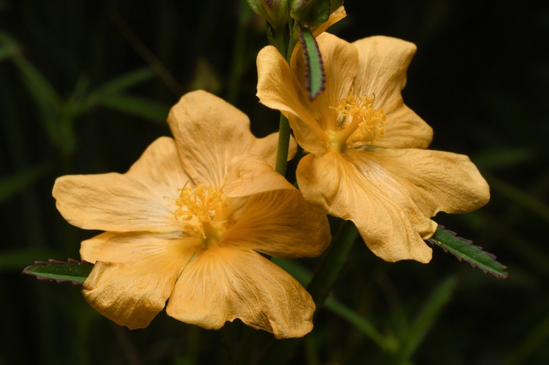 Elliott's Fanpetals photo 4