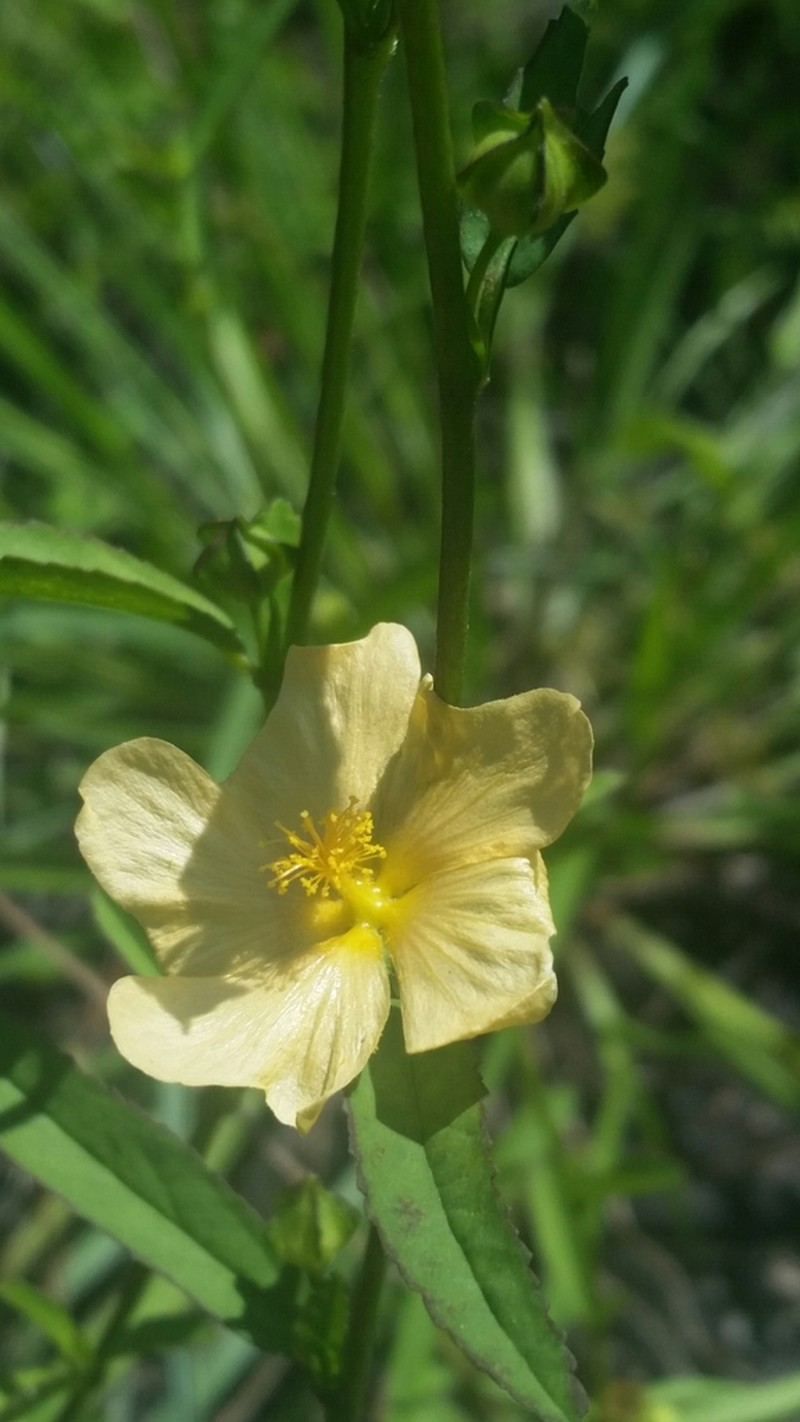 Elliott's Fanpetals photo 5