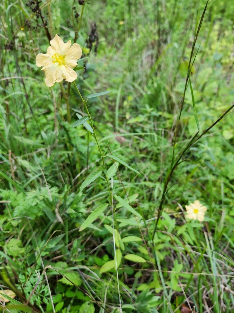 Elliott's Fanpetals photo 7