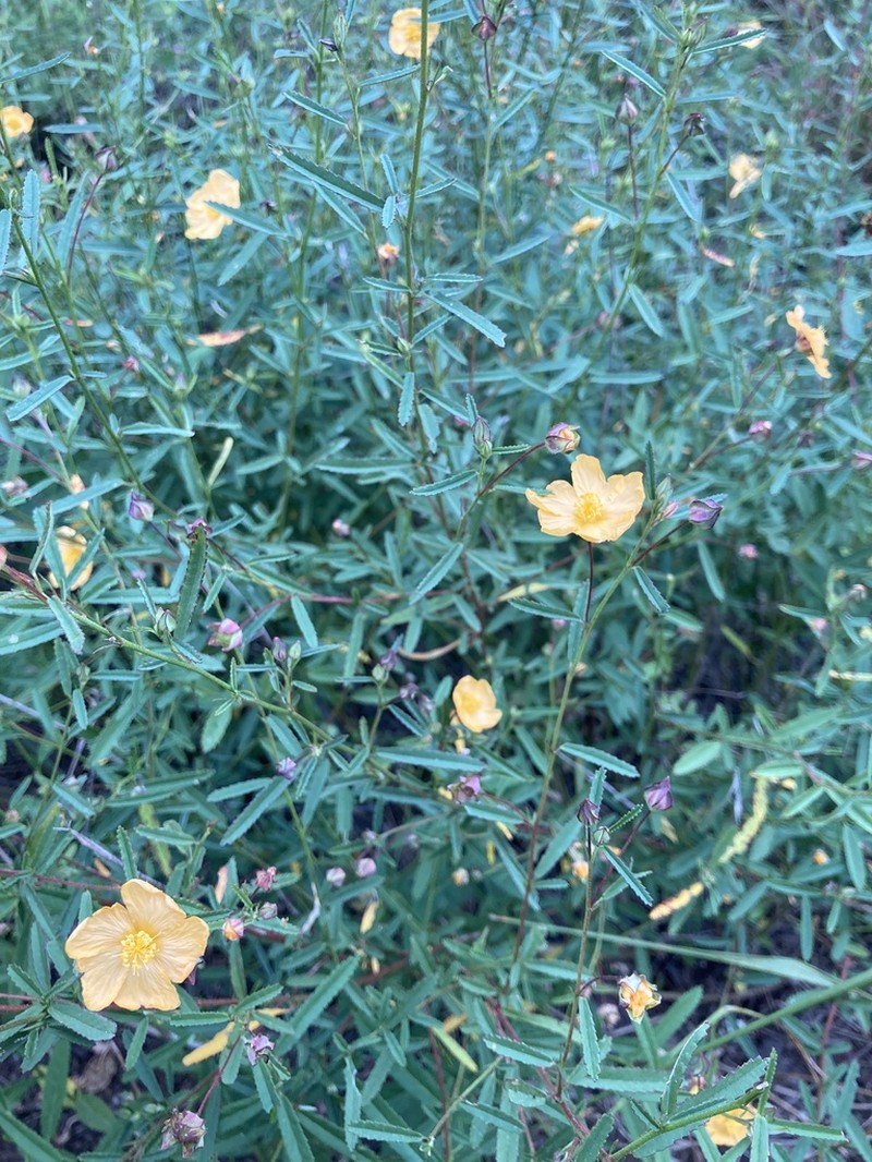 Elliott's Fanpetals photo 8