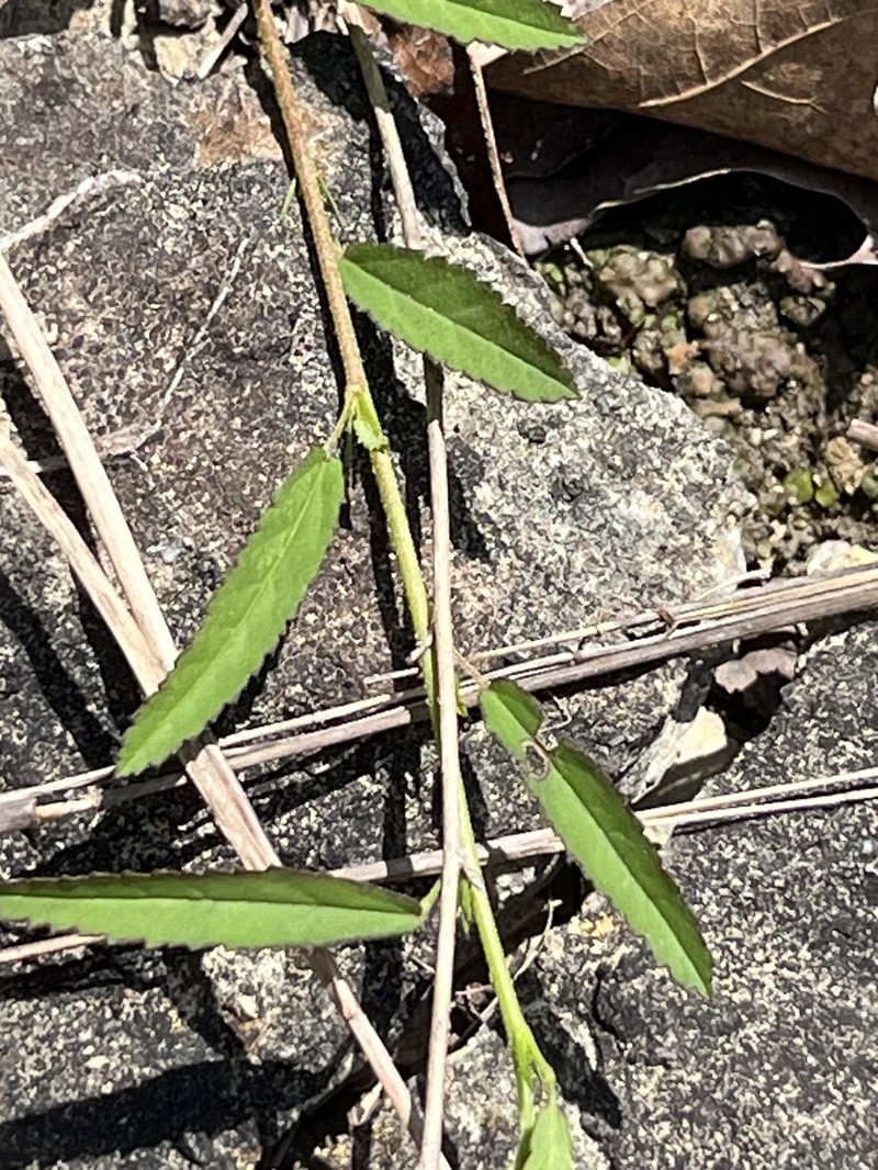 Sida elliottii var. elliottii