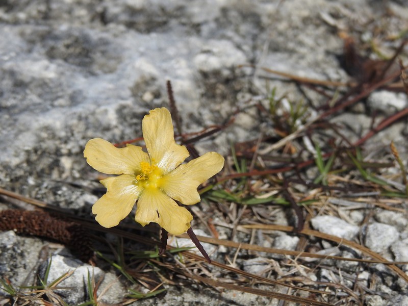 Sida elliottii var. parviflora