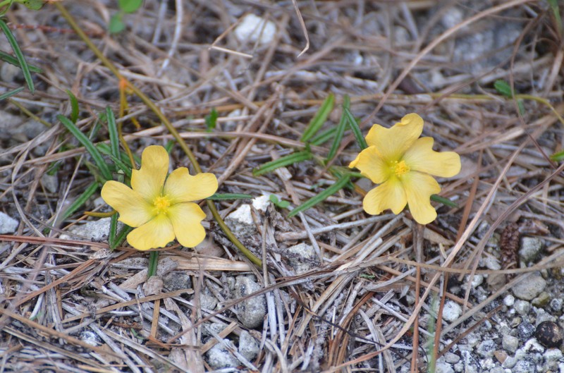 Sida elliottii var. parviflora photo 2