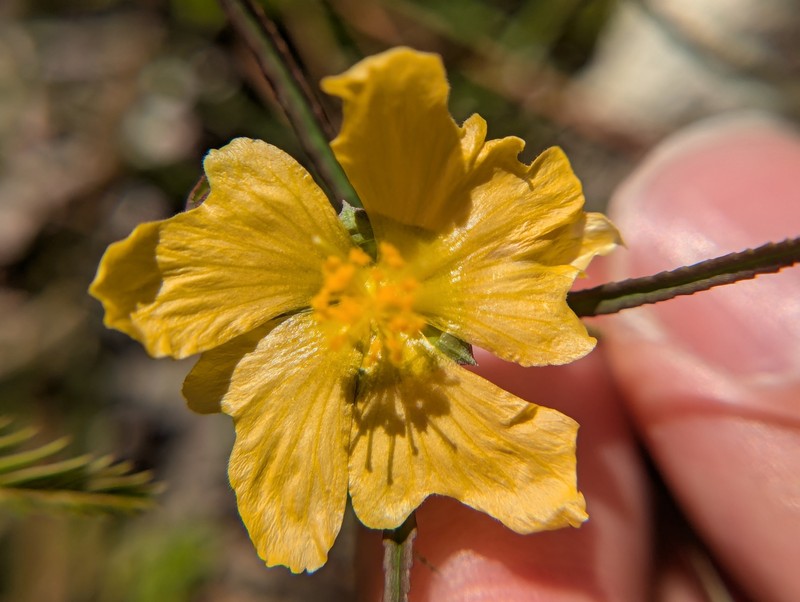 Sida elliottii var. parviflora photo 3