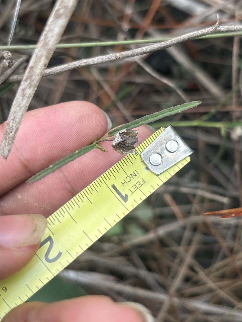 Sida elliottii var. parviflora photo 4