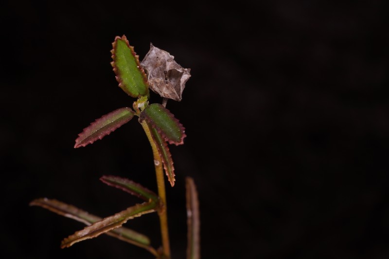 Sida elliottii var. parviflora photo 5
