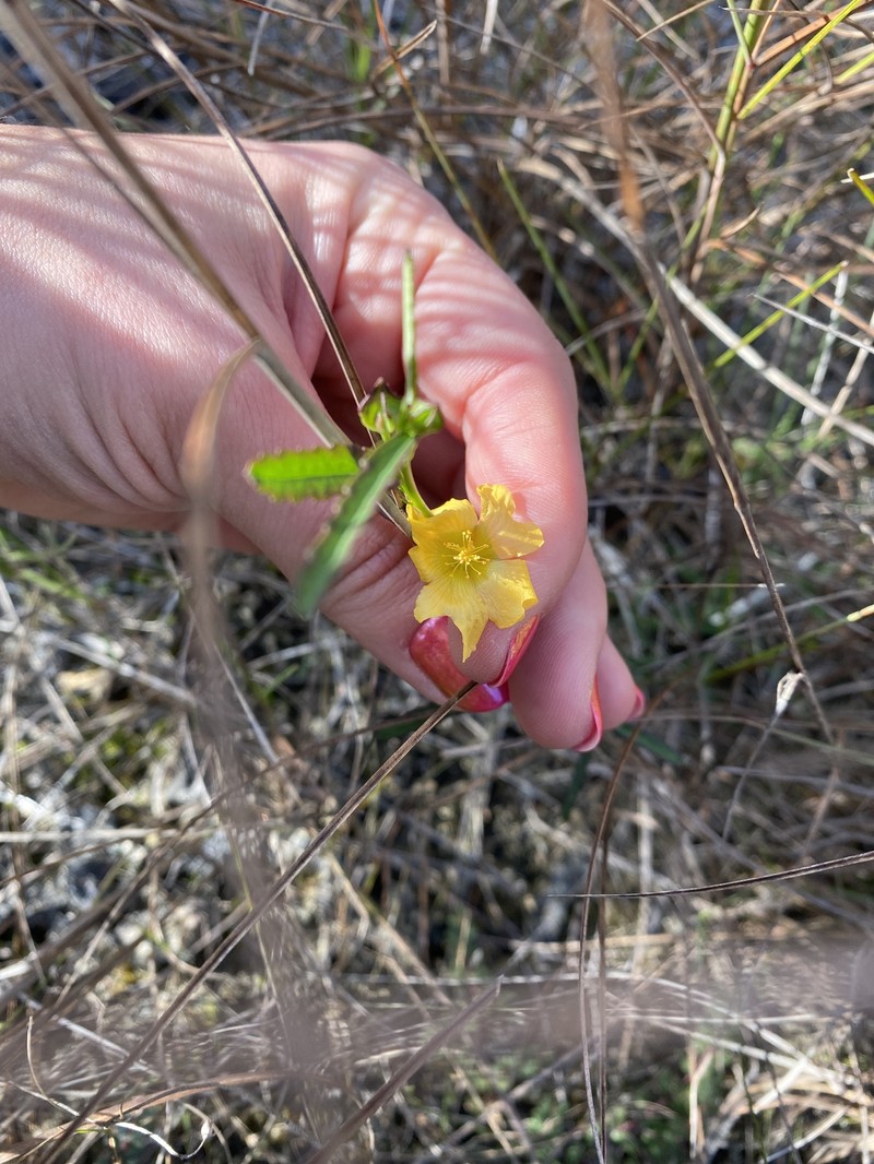 Sida elliottii var. parviflora photo 6