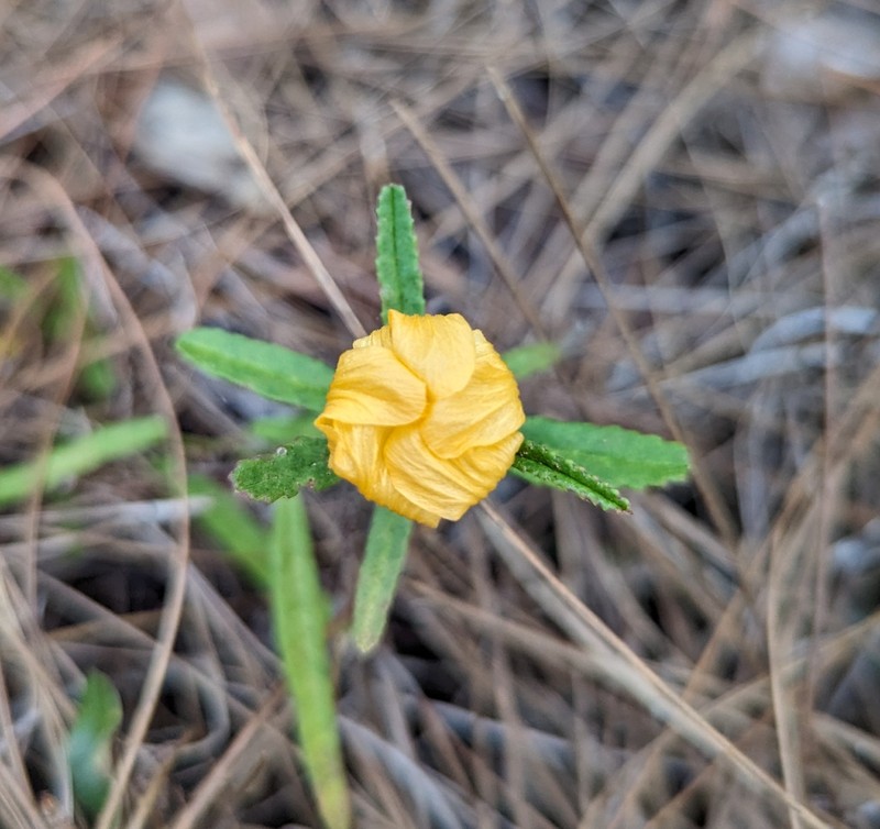 Sida elliottii var. parviflora photo 7