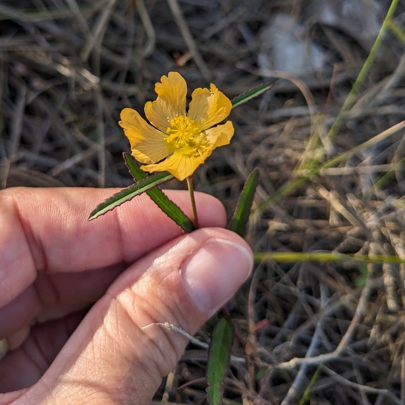Sida elliottii var. parviflora photo 8