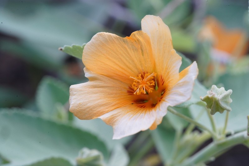 Yellow ‘Ilima photo 4