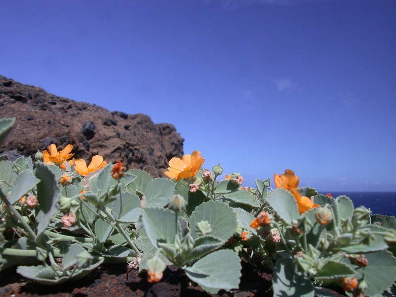 Yellow ‘Ilima photo 5