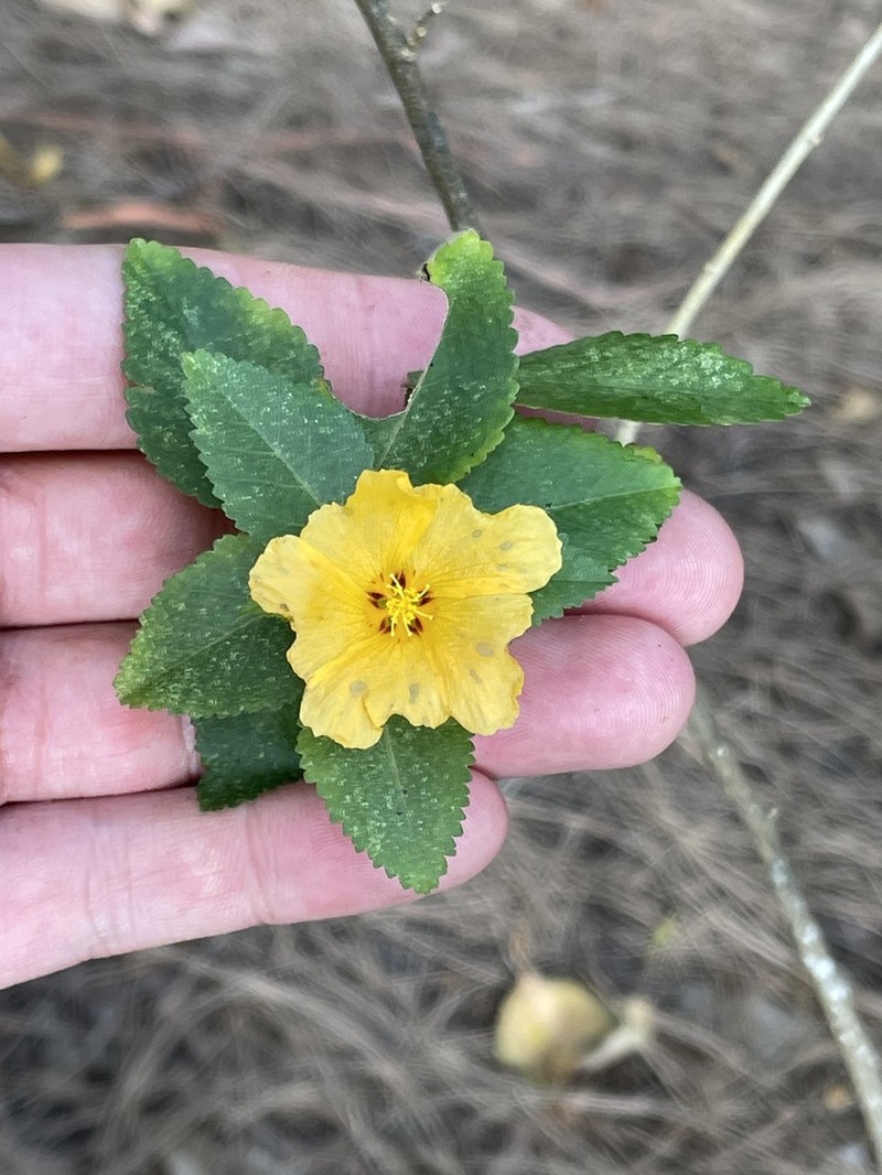Yellow ‘Ilima photo 6