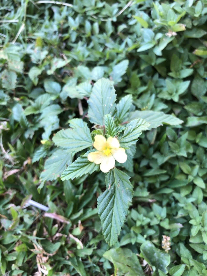 Yellow ‘Ilima photo 7