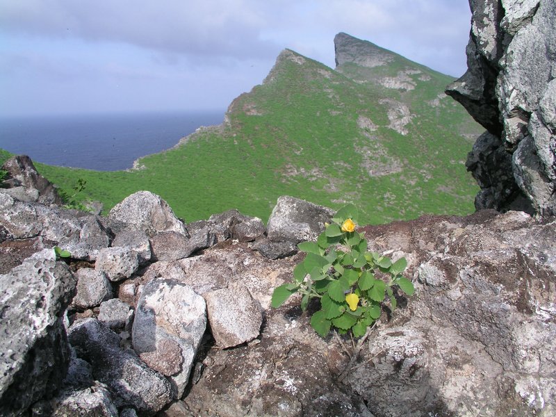 Yellow ‘Ilima photo 2