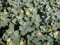 Yellow ‘Ilima