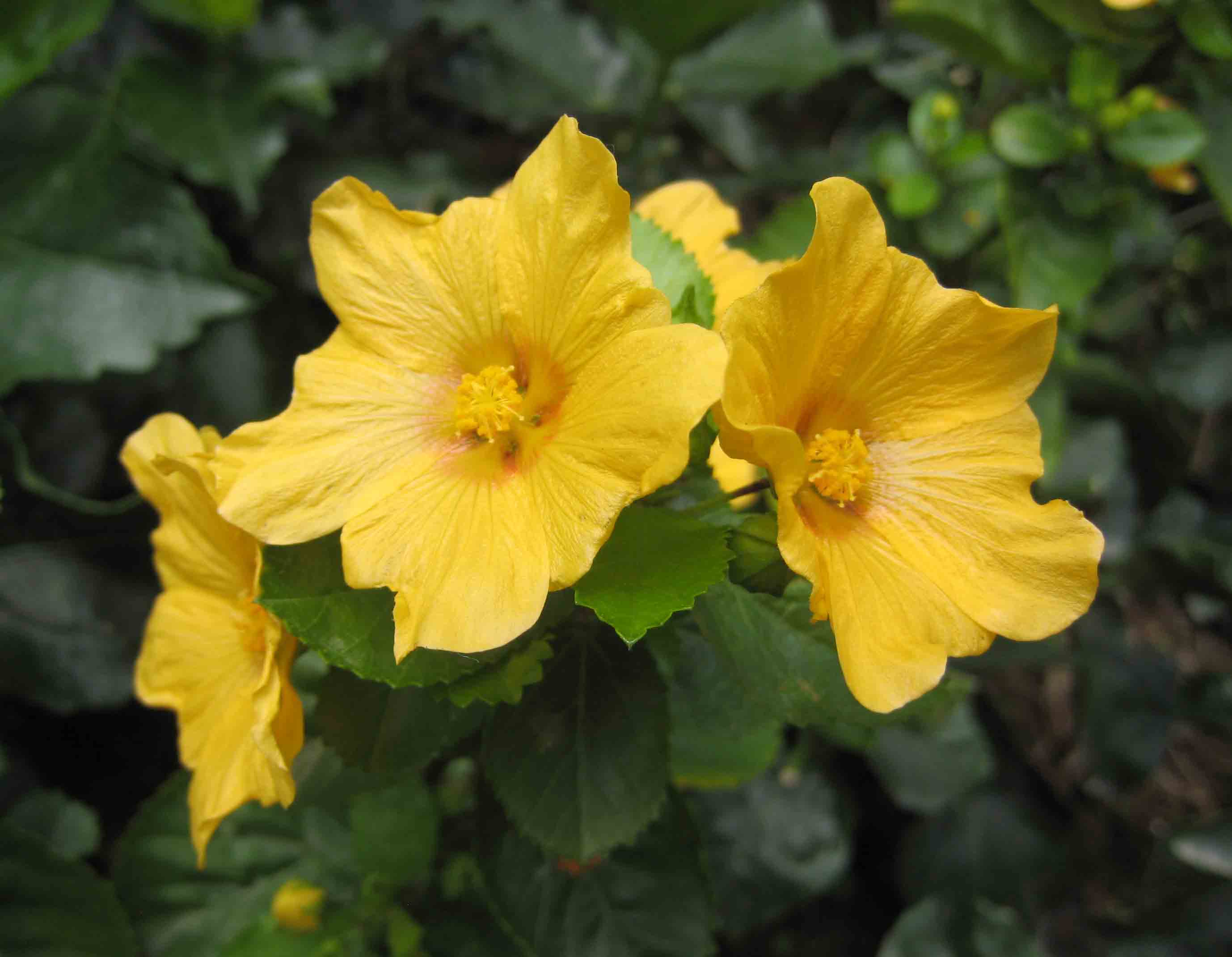 Yellow ‘Ilima photo 3