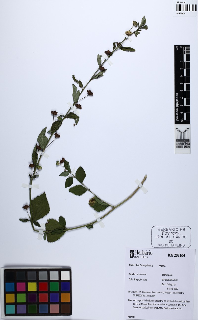 Sida farroupilhensis