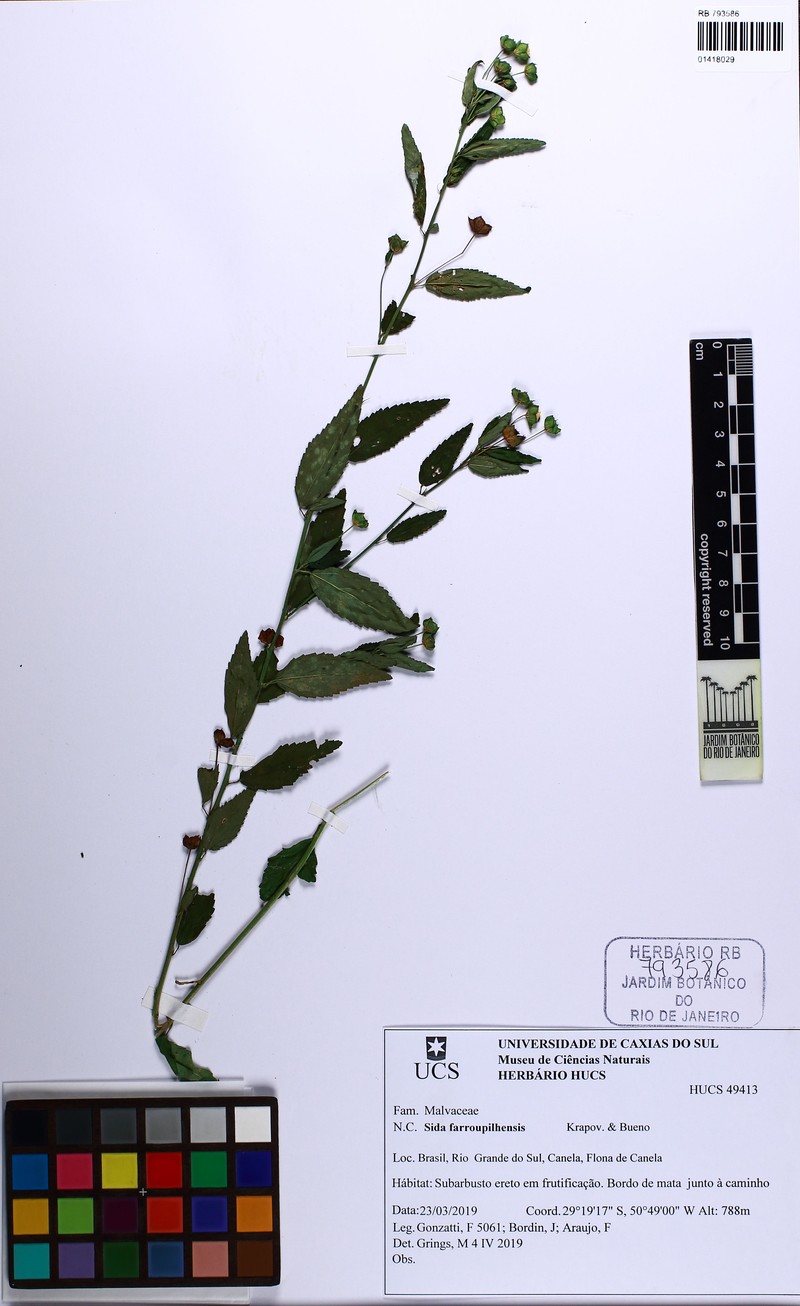 Sida farroupilhensis photo 2