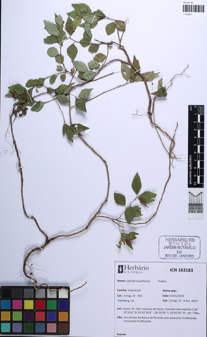 Sida farroupilhensis photo 3
