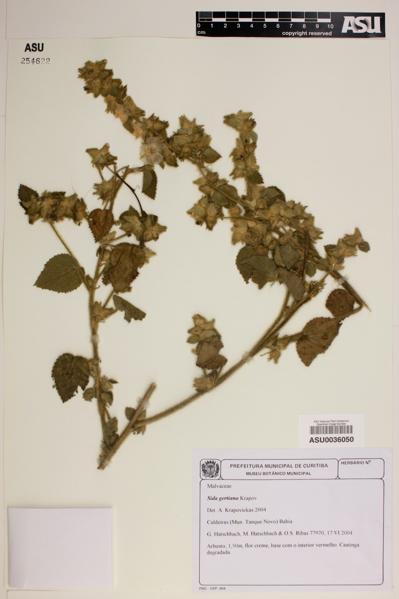 Sida gertiana