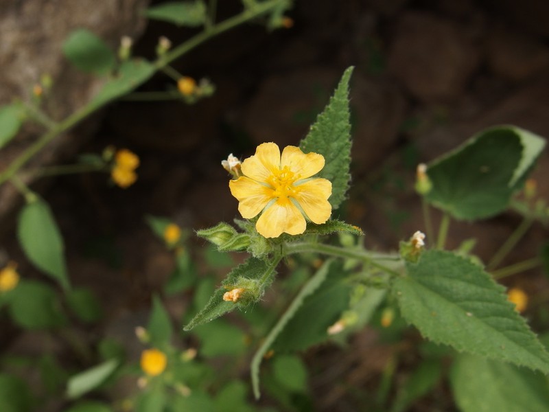 Smooth Fanpetals
