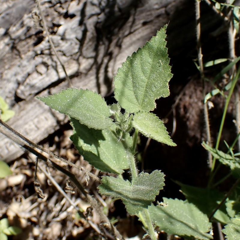 Smooth Fanpetals photo 2